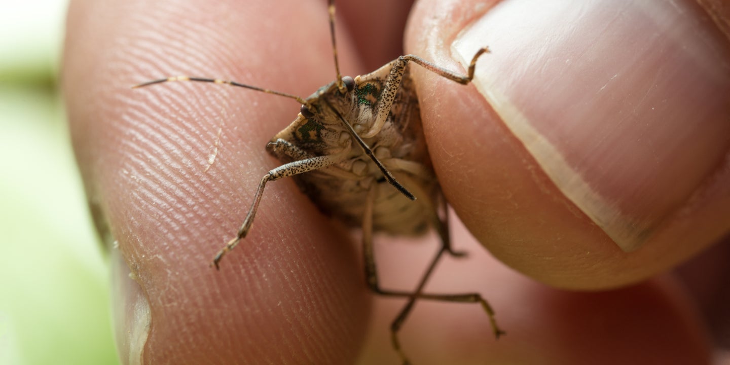 Stink Bugs Cause Shipping Delays for Australian Car Imports