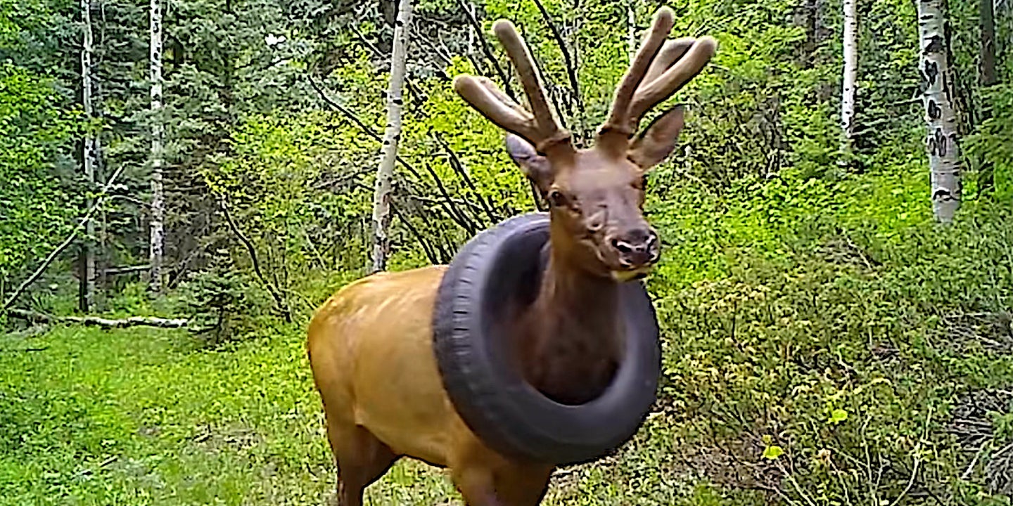 Tire Stuck Around Elk&#8217;s Neck Finally Removed After Two Years