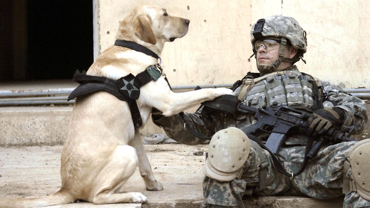Tails Of War: Animals Have Made The Rigors Of Combat More Bearable Wherever Troops Have Served