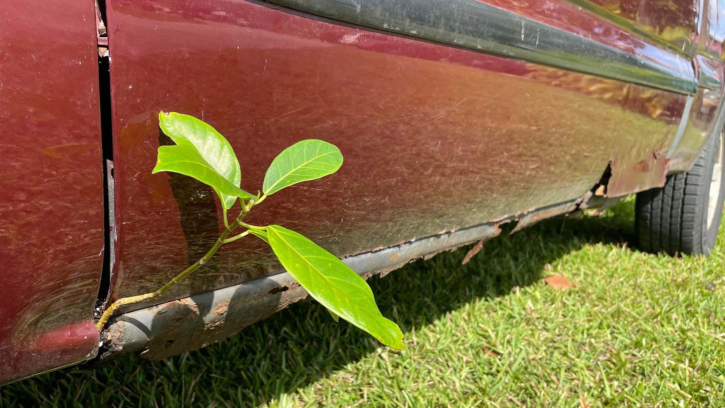 A Plant&#8217;s Been Growing Through This Rusty GMC Sierra for Months. Its Owner Still Drives It