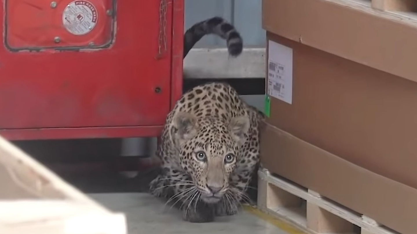 Leopard Wanders Into Mercedes Factory, Shuts Down Production for Hours