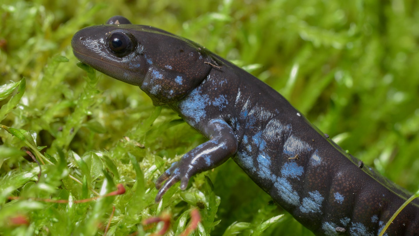 Michigan Town Closes Road Each Night So Salamanders Can Cross Safely