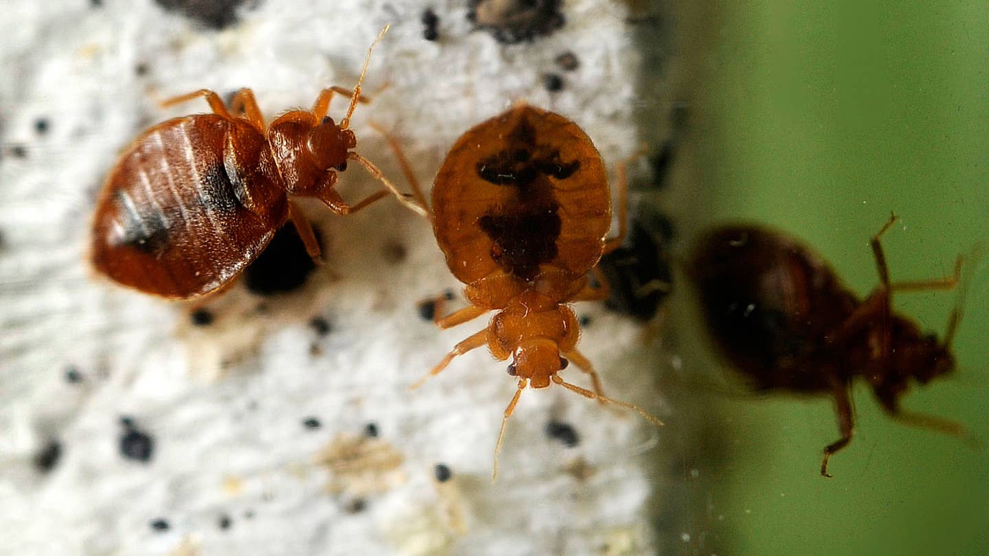 Should You Worry About Bed Bugs In Rental Cars?