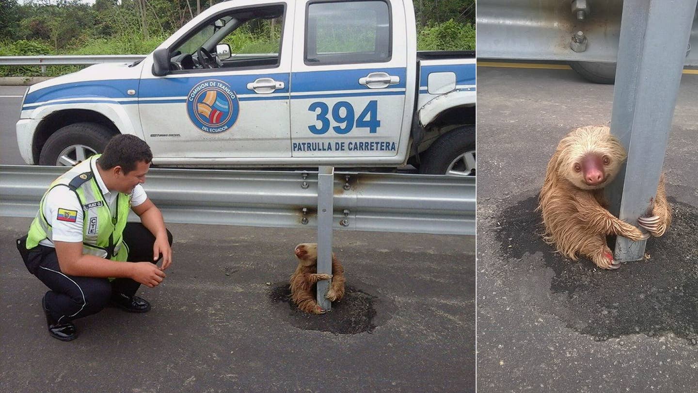 Adorable Stranded Sloth Rescued From Ecuadorian Highway