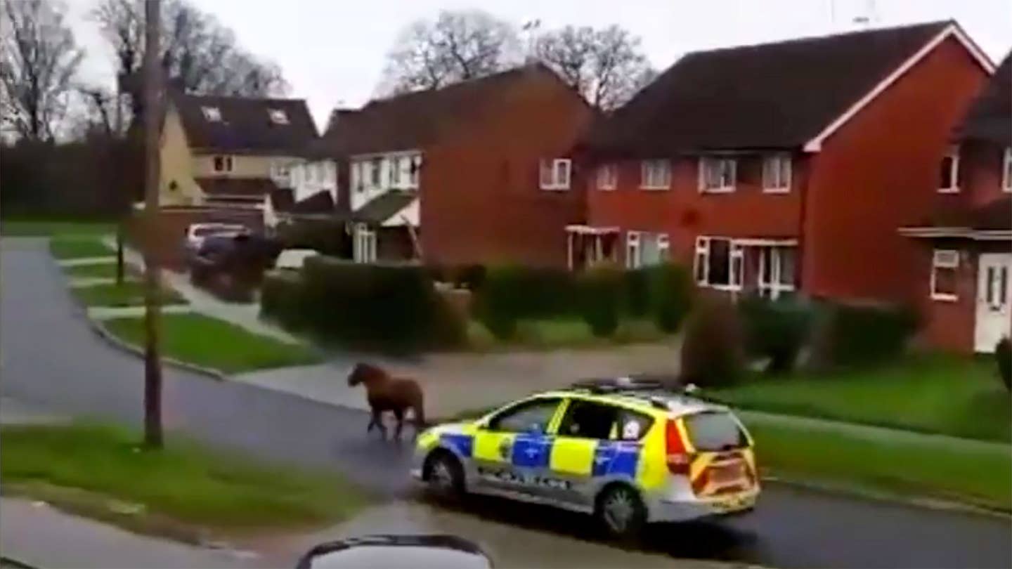 Adorable Shetland Pony Eludes Sussex Police