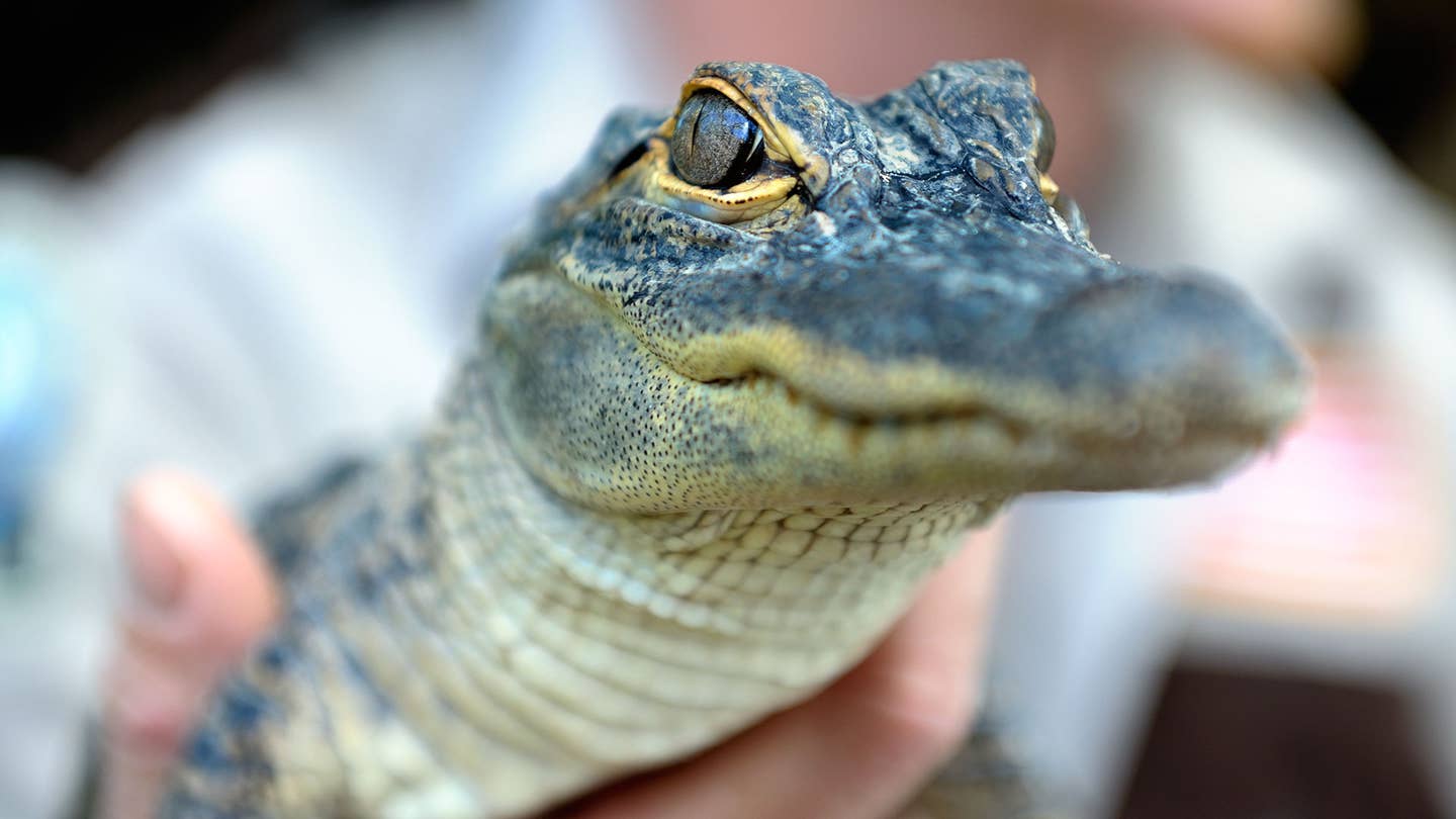 Florida Man Arrested for Pitching Alligator Into Drive-Thru Window