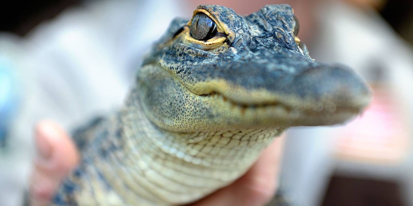 Florida Man Arrested for Pitching Alligator Into Drive-Thru Window