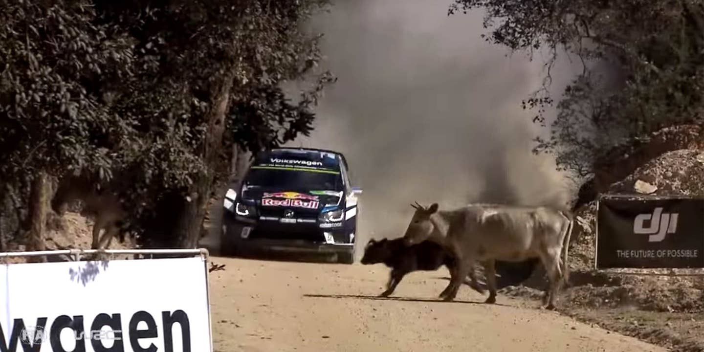 Rally Champion Meets Family of Cows During Race