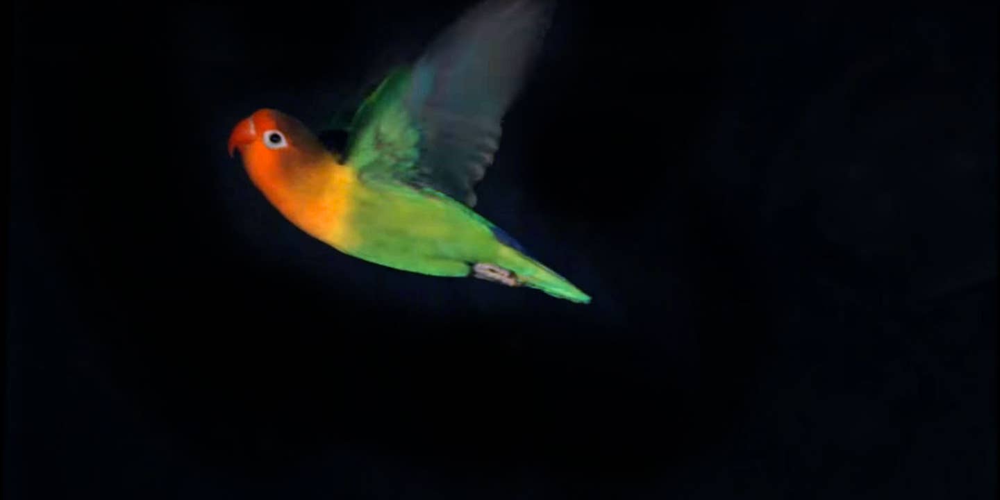 Stanford Engineers Build a Wind Tunnel for Birds&#8230; and Drones