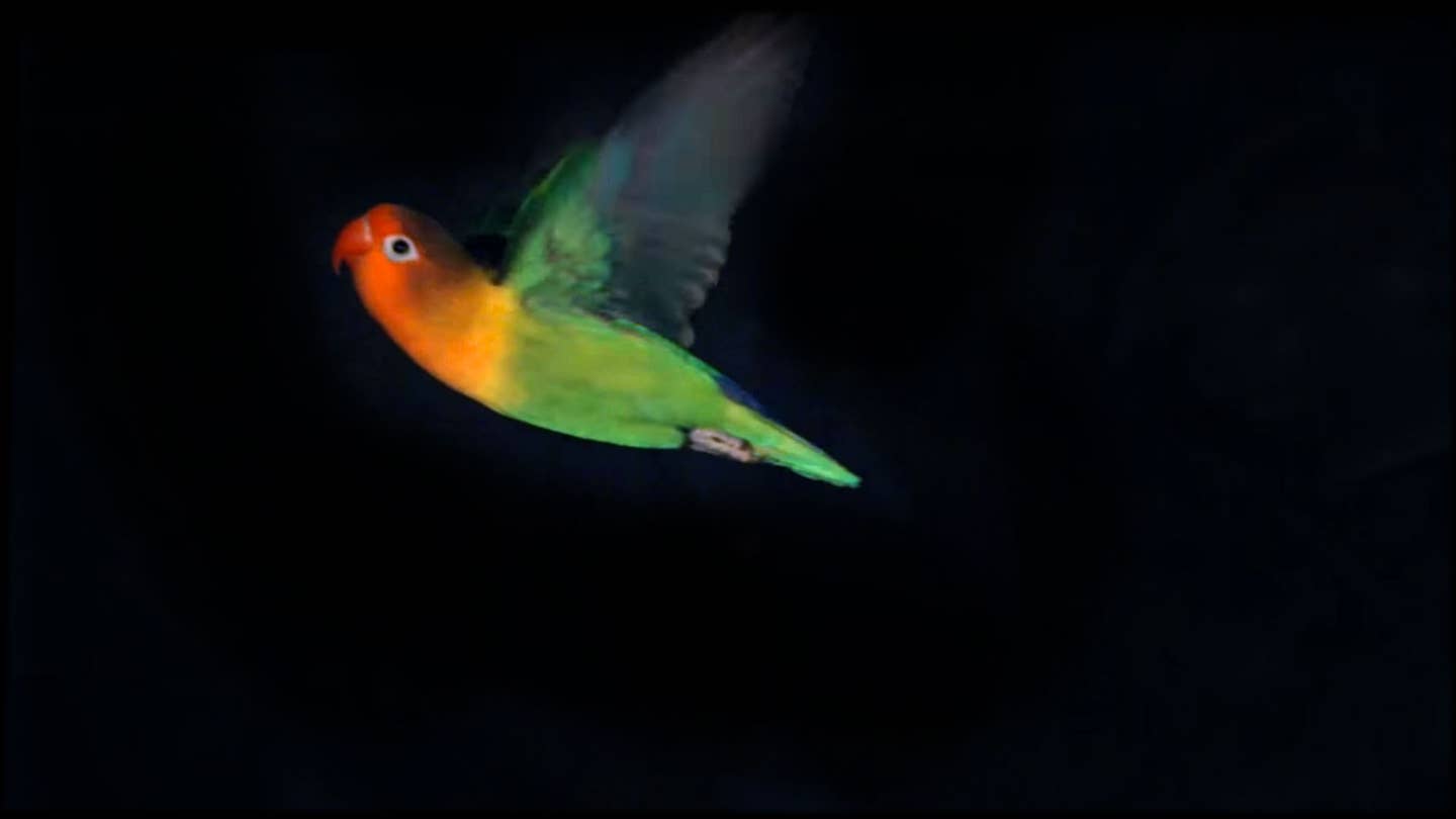 Stanford Engineers Build a Wind Tunnel for Birds… and Drones