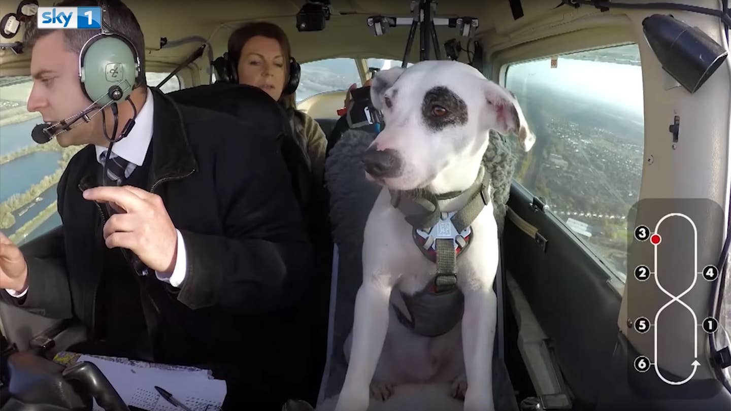 Watching Dogs Learn to Fly Is The Best Thing You&#8217;ll See Today