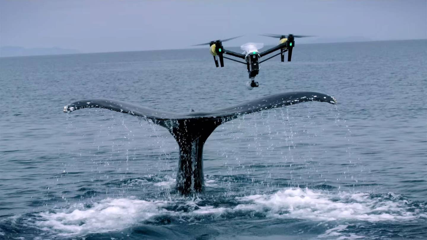 Watch This Drone Collect Whale Snot for Science