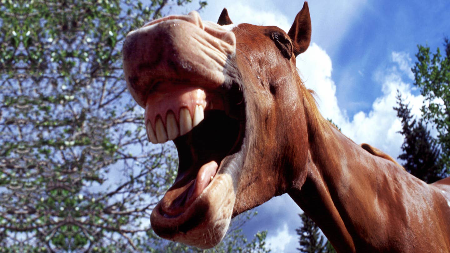 Horse, Woman Hit By Obscenity-Screaming Minivan Driver