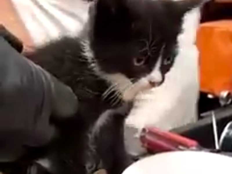 This Kitten Survived 30 Miles in the Wheel Well of a Hyundai Sonata