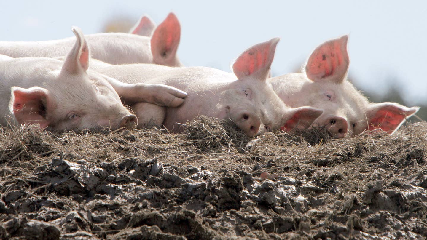 Pig Poop Makes Great Asphalt, Scientists Say