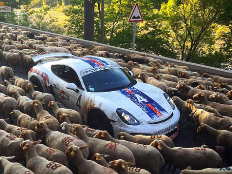 These Sheep Caused an Epic Supercar Traffic Jam in France