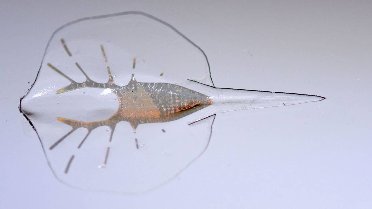 Scientists Have Created a Cyborg Stingray Drone Out of a Rat’s Heart
