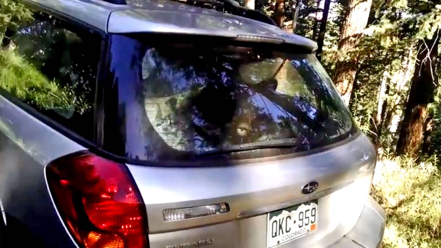 Ever Seen a Bear Trapped in a Subaru?