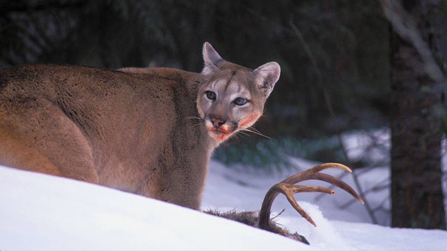 Reintroducing Cougars Could Prevent Thousands of Deer-Related Injuries