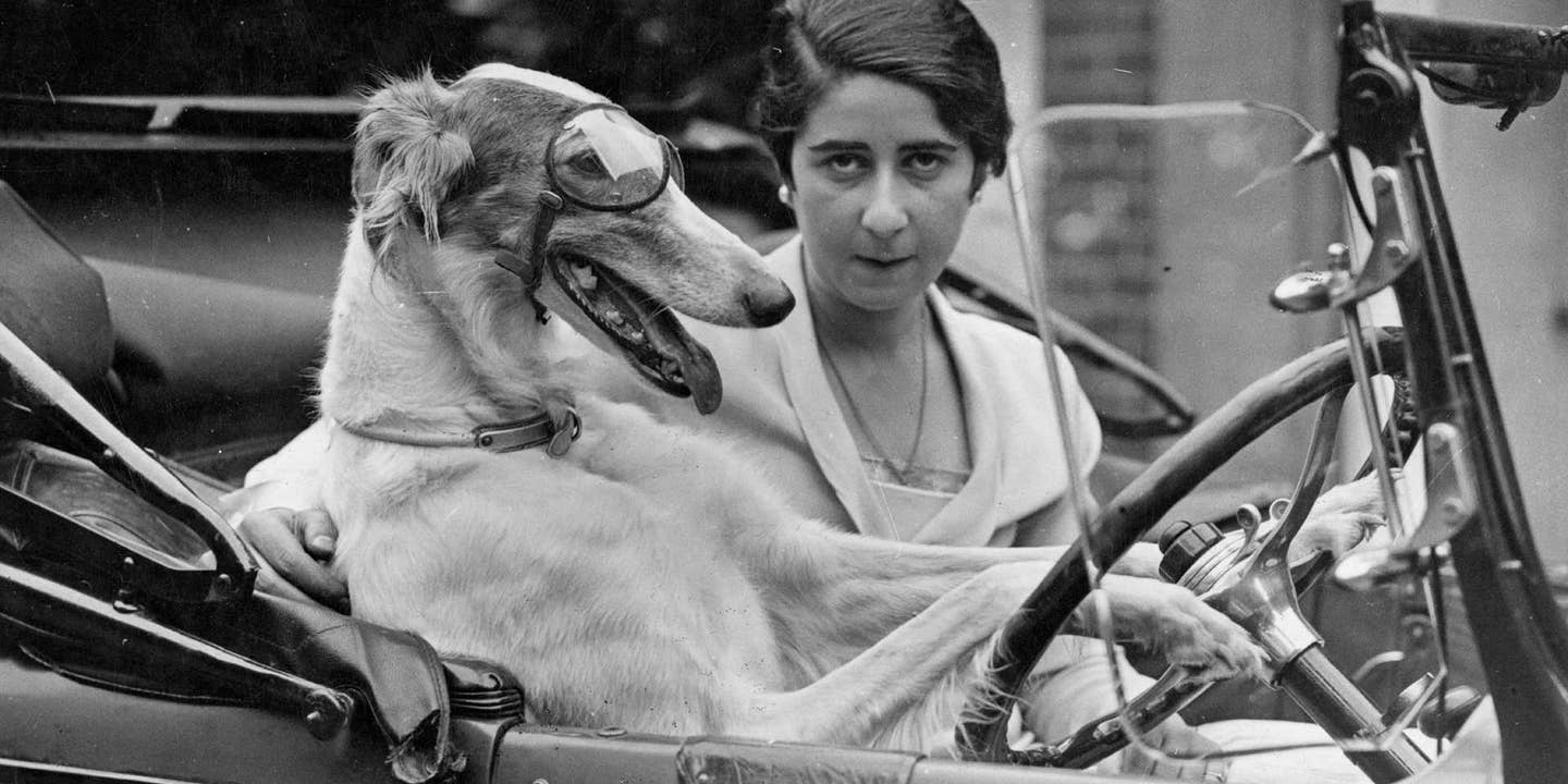Please, Catch This Borzoi in Driving Goggles