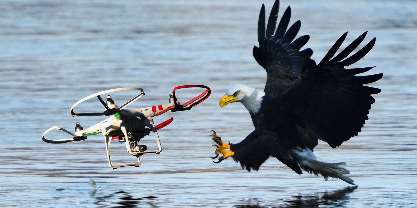 Dutch Police Are Training Eagles to Murder Illegal Drones