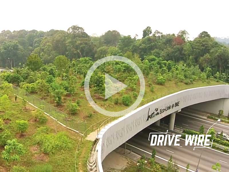 Design: The Highway Bridge Meant to Save Animal Lives