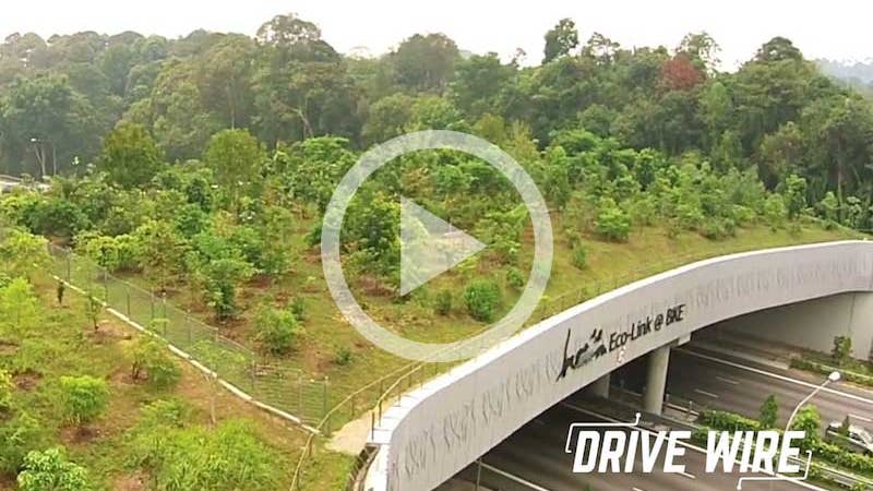Design: The Highway Bridge Meant to Save Animal Lives