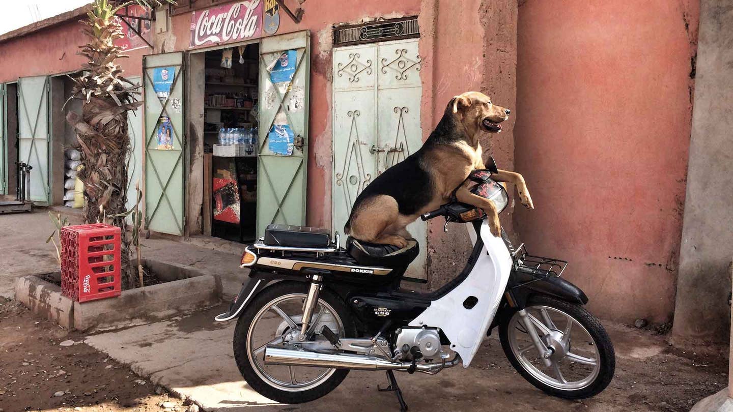 Hero of the Day: Canine of the Casbah