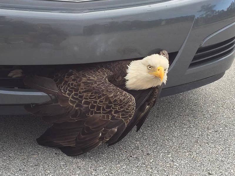 Bald Eagle Trapped In Saturn Grille, Thanks to Hurricane Matthew
