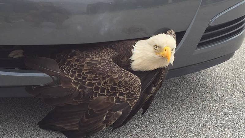 Bald Eagle Trapped In Saturn Grille, Thanks to Hurricane Matthew