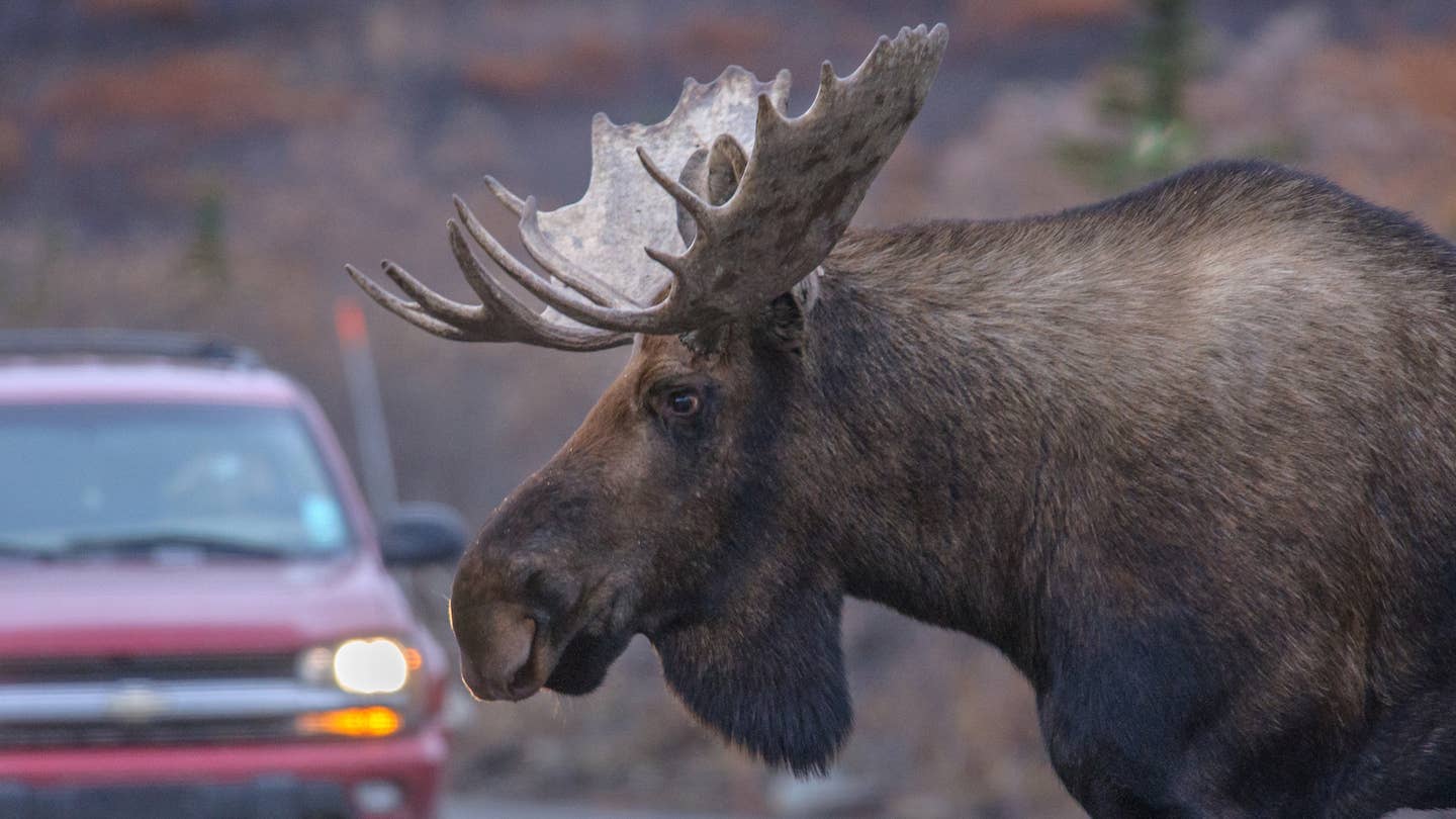 Don’t Push the Moose Licking Your Vehicle, Canadians Warned
