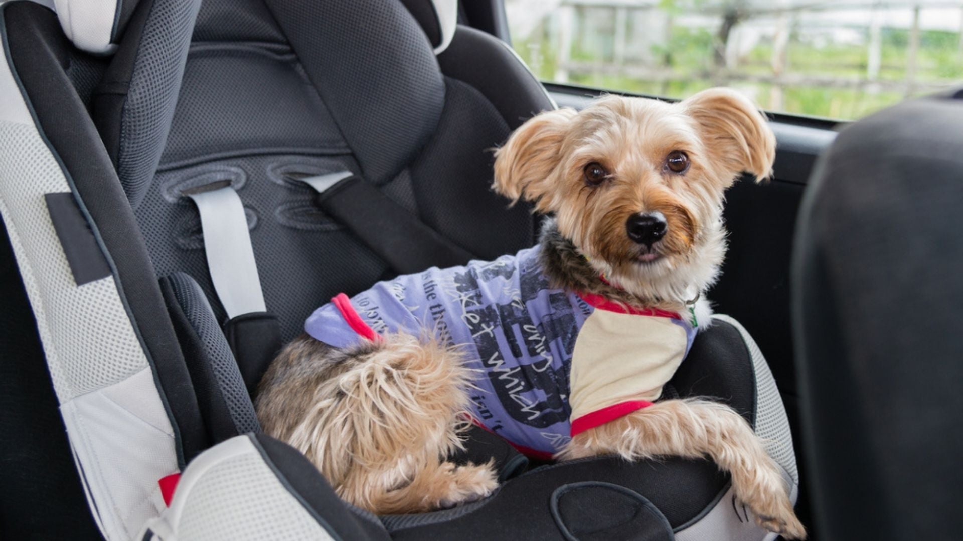 Best Dog Car Seats (Review  Buying Guide) in 2022 | The Drive