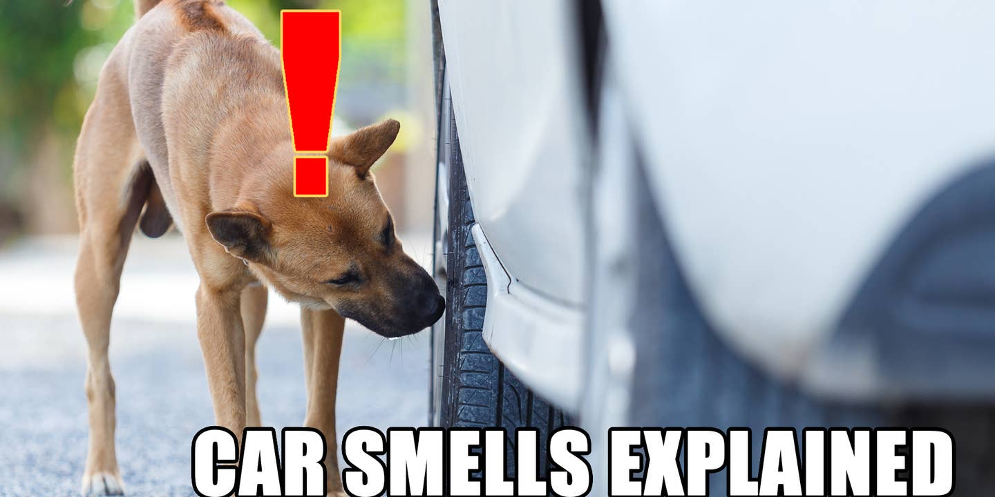 Dog smelling car.