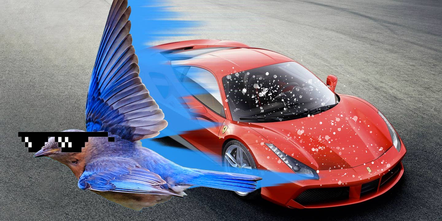 Why You Should Clean Bird Poop Off Your Car ASAP