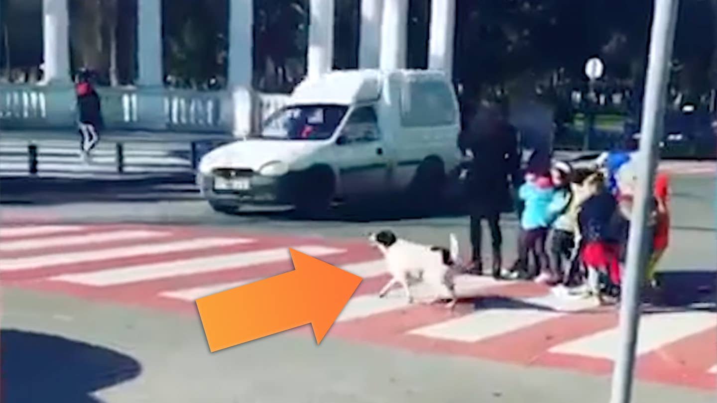 A stray dog barks at a passing van as kids attempt to cross the road in Georgia