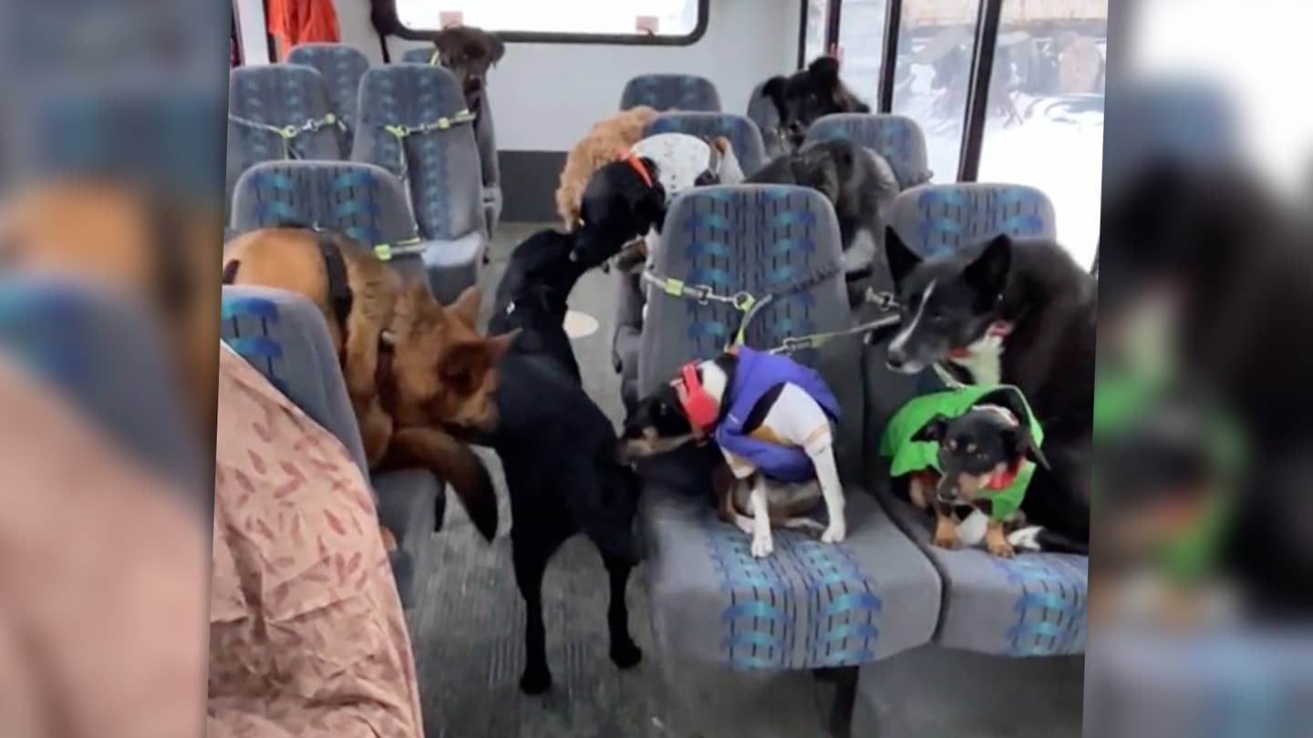This Doggie Bus Is the Happiest Vehicle on the Road