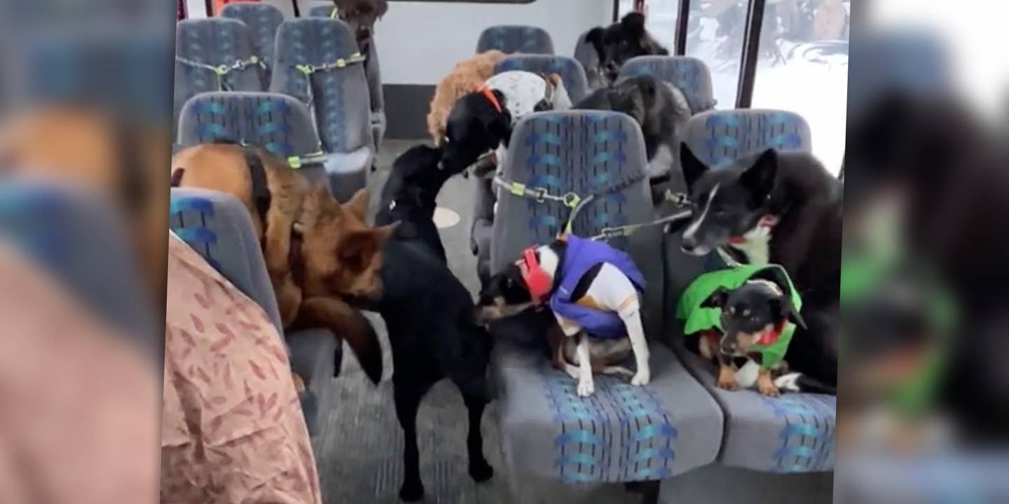 Dogs greet each other on a shuttle bus in rural Alaska