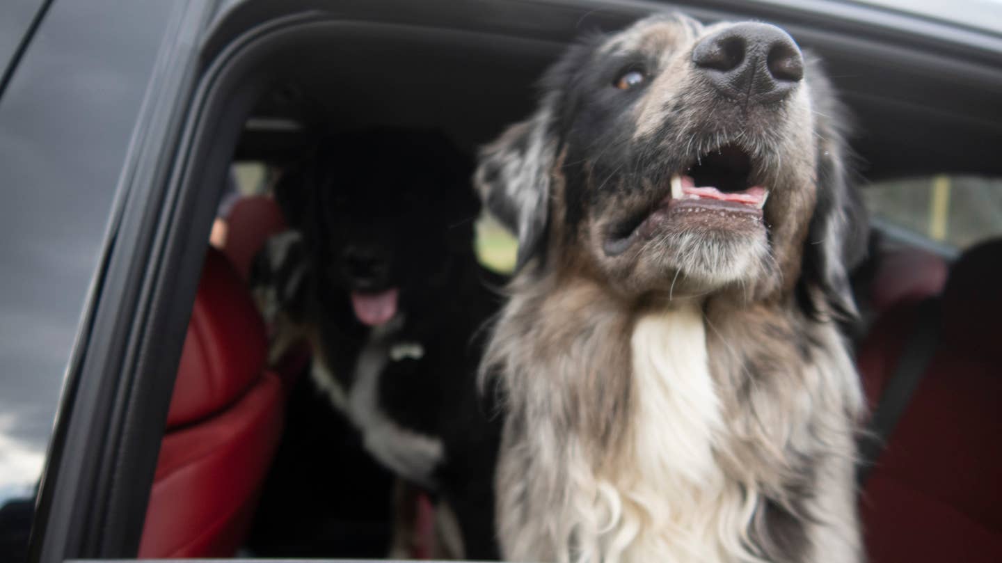 Indi and Silas took turns sticking their heads out the window in a vain attempt to escape the stench of each others' farts. <em>Andrew P. Collins</em>
