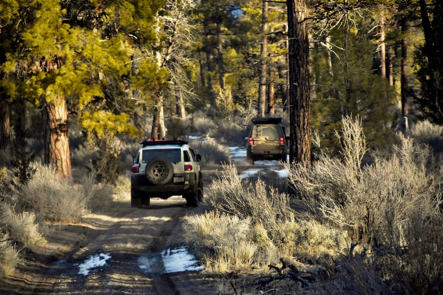 A Toyota FJ Cruiser and Land Rover LR3 travel through a forest at sunset