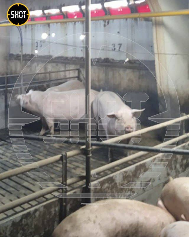 Nearly 200 pigs were killed in a Ukrainian attack on a pig farm in Belgorod Oblast, according to Russian media. (SHOT photo via Telegram)