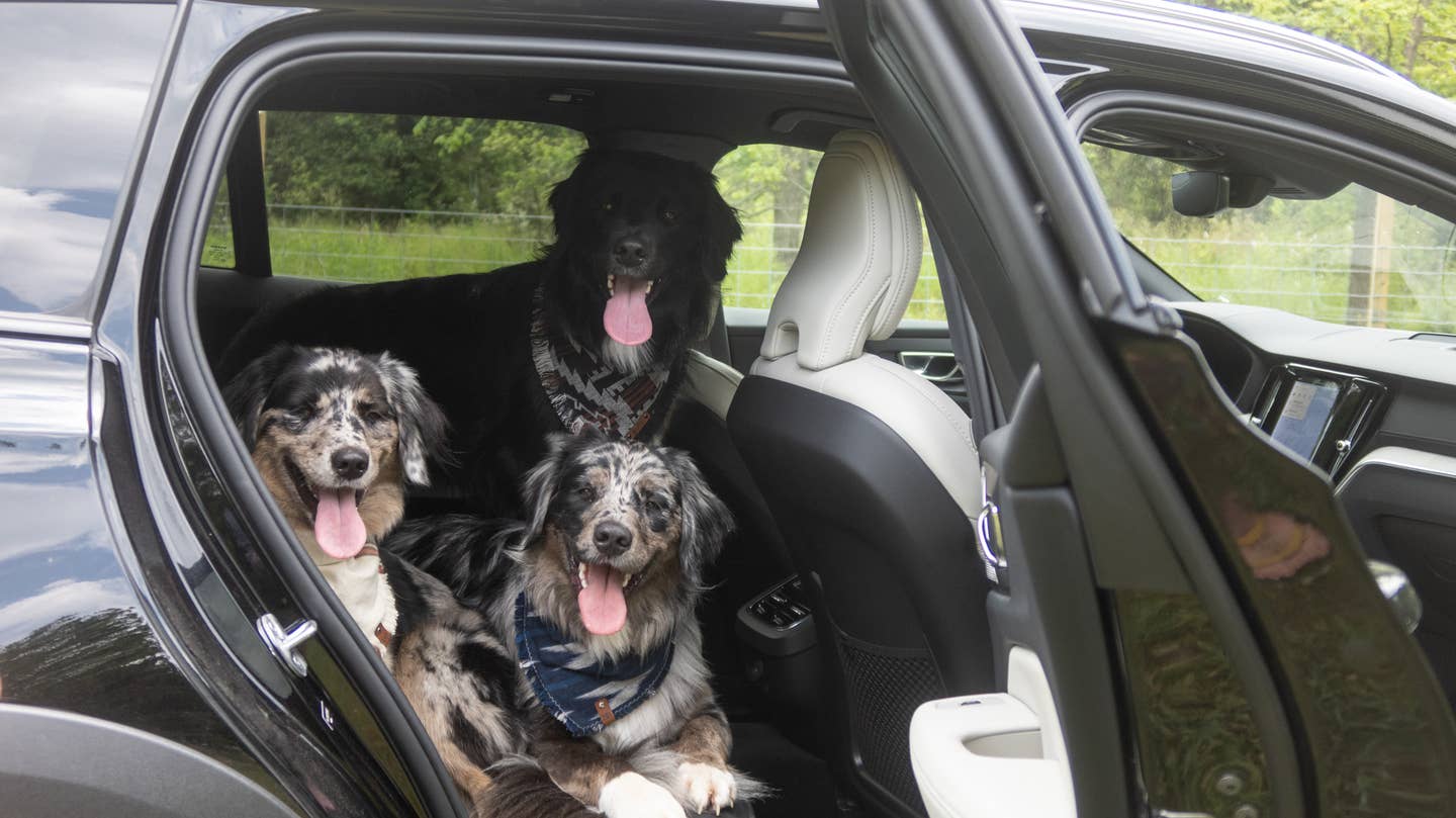 "Get in, we're going to the dog park!"<em> Andrew P. Collins</em>