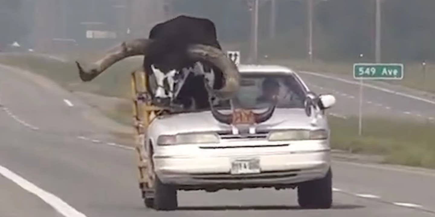 Ford Crown Victoria with a massive bull coming out the roof on the right side