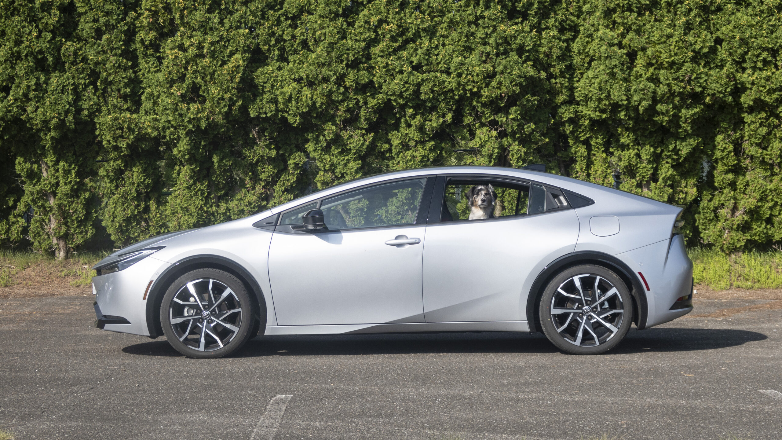 2023 Toyota Prius Review for Dog Owners: Is Toyota's Hot Hybrid a Good ...