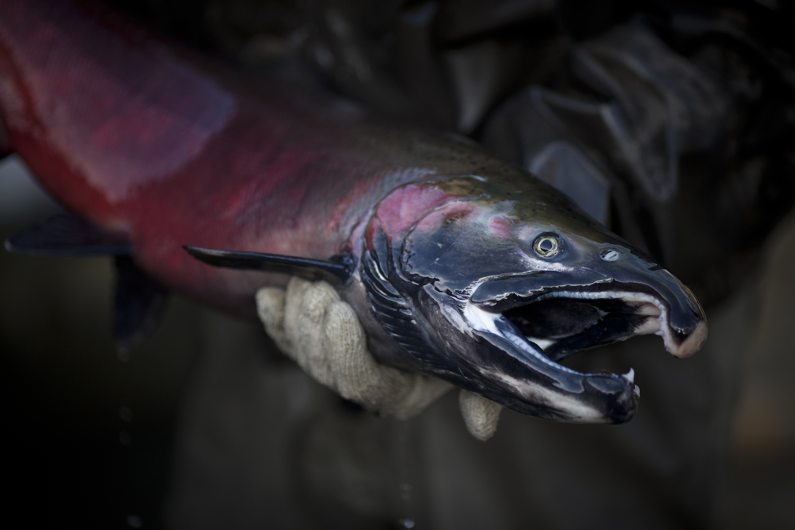 A coho salmon caught in Washington