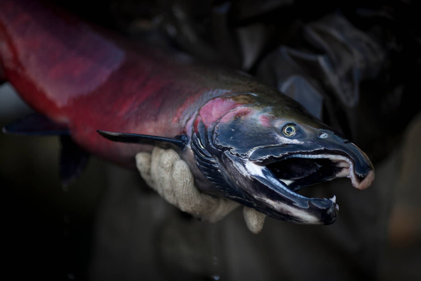 A coho salmon caught in Washington