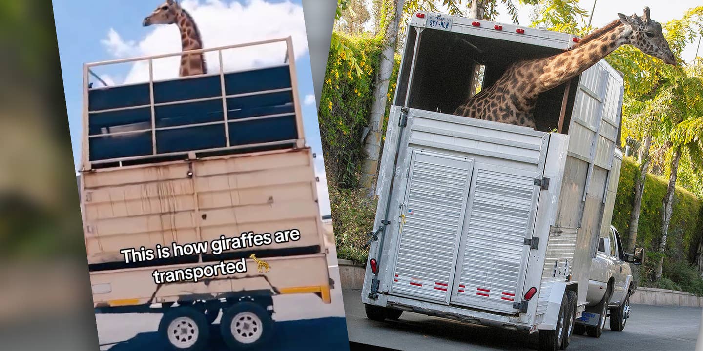 Two images of giraffes in tall trailers