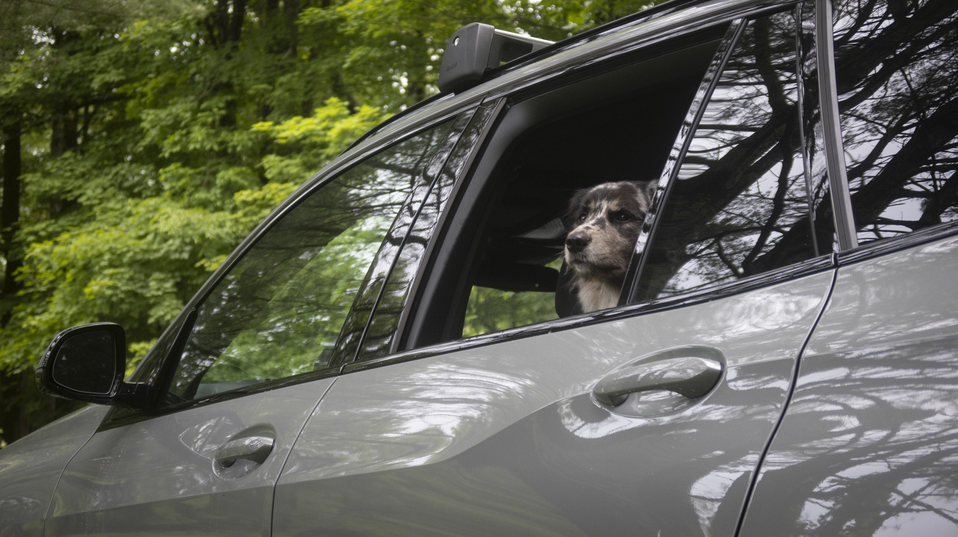 BMW X5 with dog passenger.