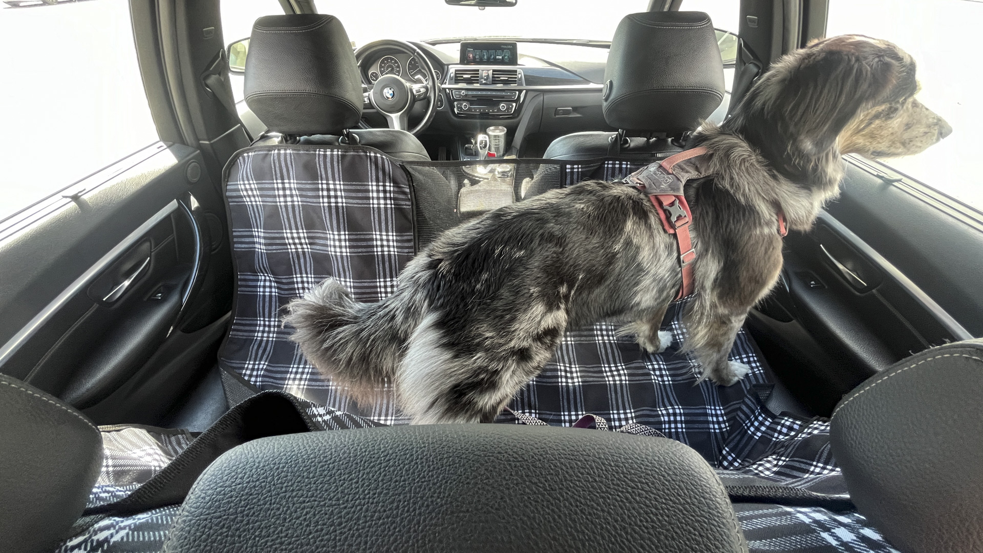 Canvasback dog hammock.