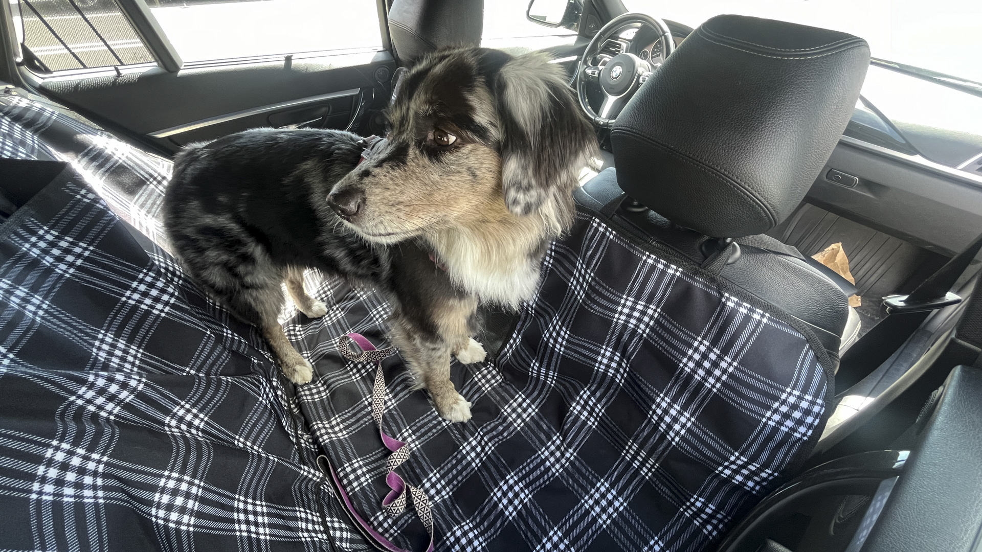 Canvasback dog hammock.