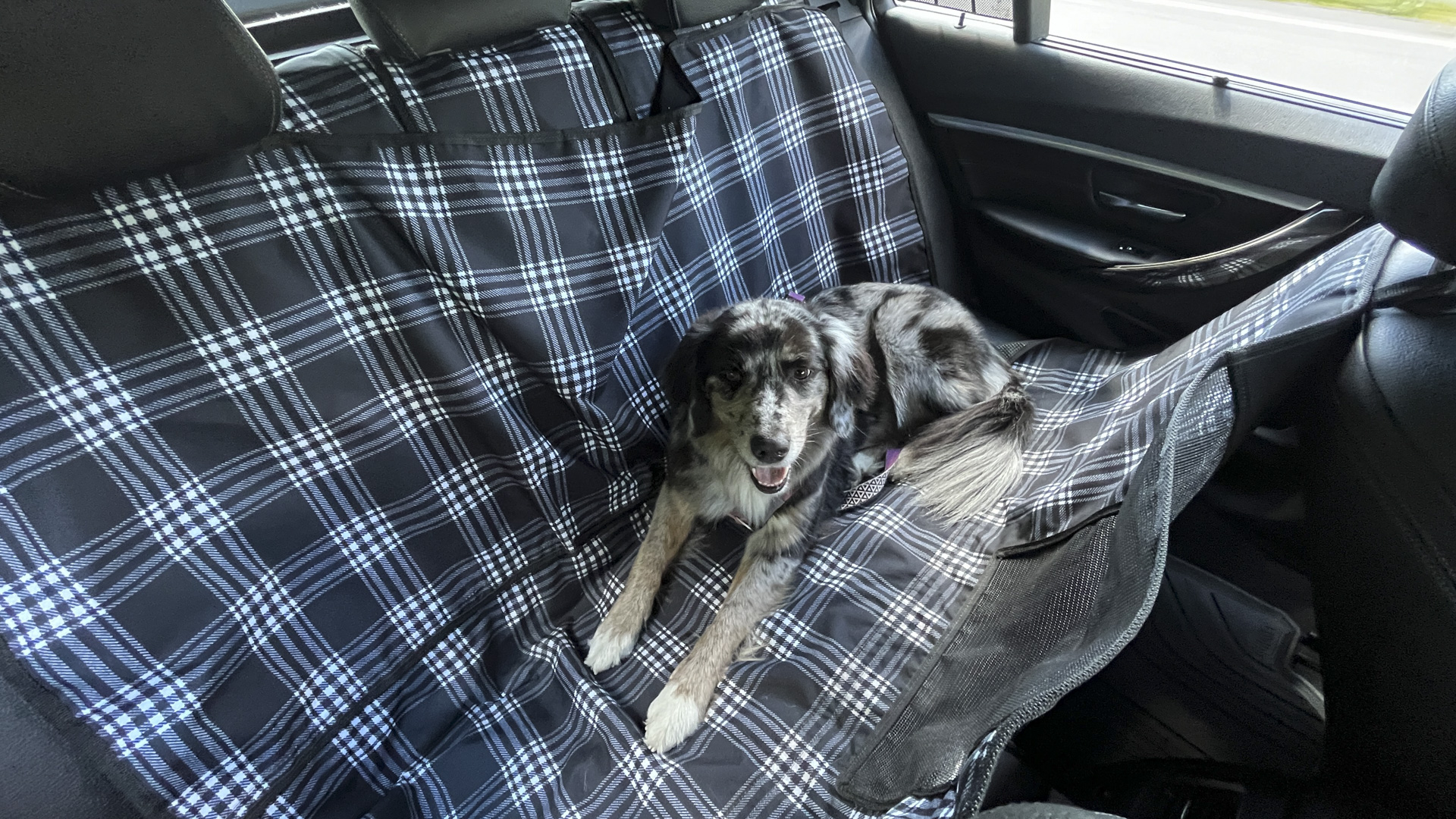 Bramble the dog testing a Canvasback seat cover.